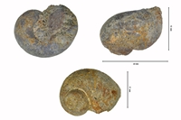 Naticidae